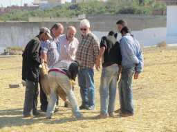 phoca_thumb_l_observando ejemplar de oveja marroqu tetun